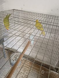 Pappagalli parrocchetto dal collare