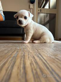 Chihuahua femmina