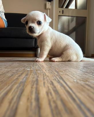 Chihuahua femmina