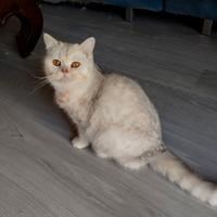 Gattini di pura razza british shorthair