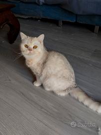 Gattini di pura razza british shorthair