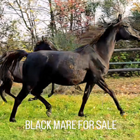 Femmina nera omozigota