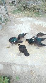 Anatre mute di 4 mesi