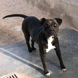 Costantin, il suo unico problema è essere un Pit