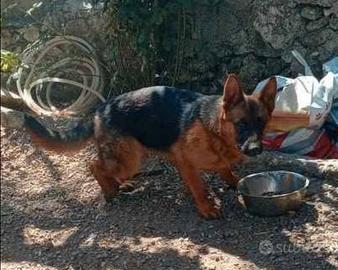 Cucciola di pastore tedesco