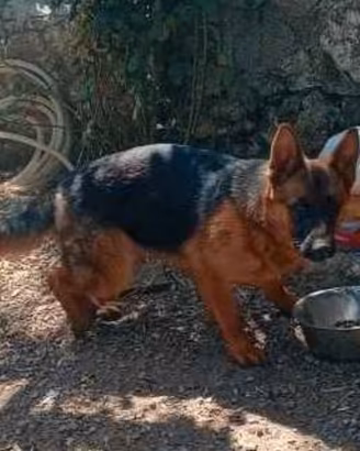 Cucciola di pastore tedesco
