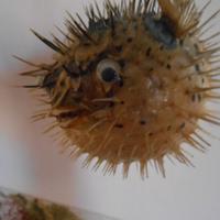 Pesce istrice