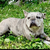 Bulldog Francese
