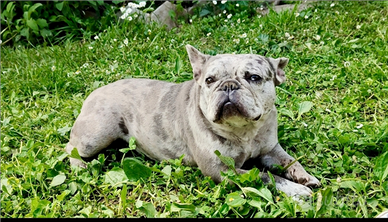 Bulldog Francese