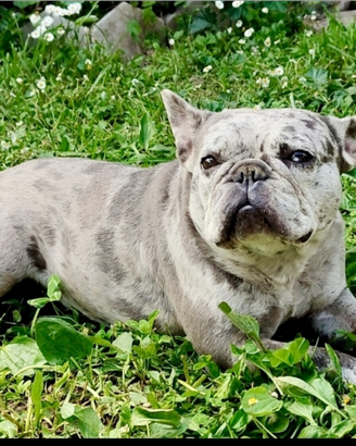 Bulldog Francese