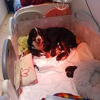 Cuccioli di bovaro del bernese