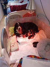 Cuccioli di bovaro del bernese