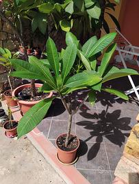 plumeria