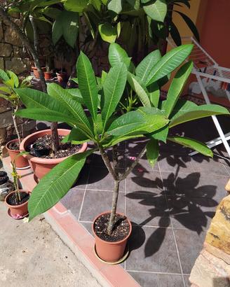 plumeria
