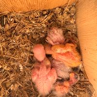 Pappagallini inseparabili roseicollis