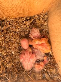 Pappagallini inseparabili roseicollis