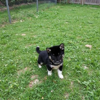 Shiba inu