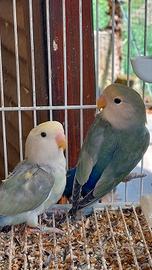 Inseparabili femmine pezzate