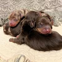 Cuccioli bassotti kaninchen/nano