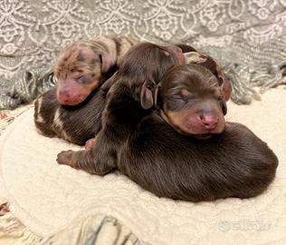 Cuccioli bassotti kaninchen/nano