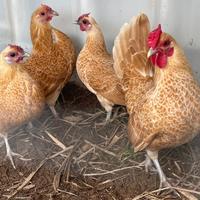 Galline ornamentali Sebright