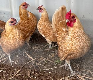 Galline ornamentali Sebright