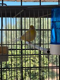 Canarino giallo
