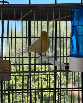 Canarino giallo