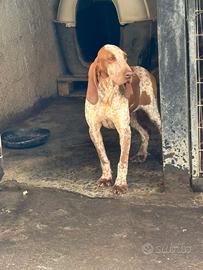 Cucciolo Bracco