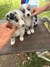 cucciole-di-pastore-australiano-australian-shep
