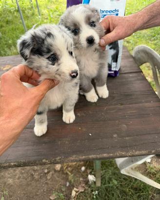 Cucciole di Pastore Australiano (Australian Shep