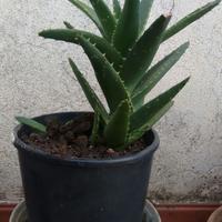 pianta  aloe vera pianta