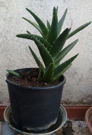 pianta  aloe vera pianta