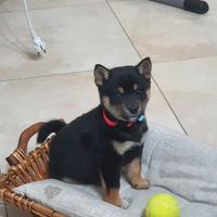 Cucciola shiba inu con pedigree