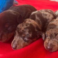 Cani bassotto maschi