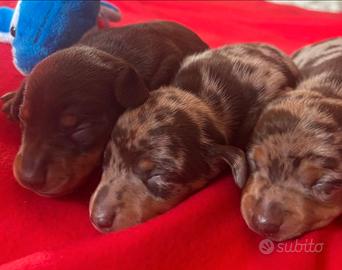 Cani bassotto maschi