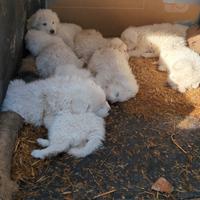 Cuccioli di maremmano