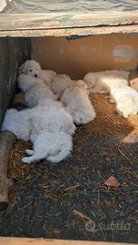 Cuccioli di maremmano