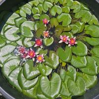 Ninfee e piante palustri laghetto