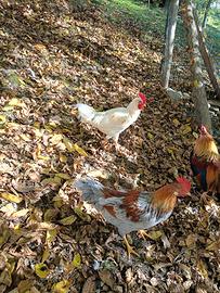 Gallo Livorno collo oro