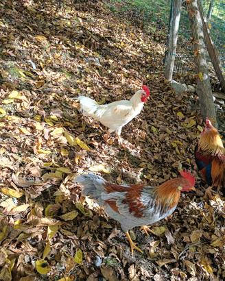 Gallo Livorno collo oro
