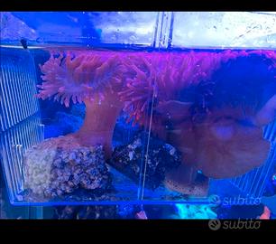 Kit 3 anemoni