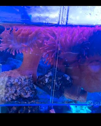 Kit 3 anemoni