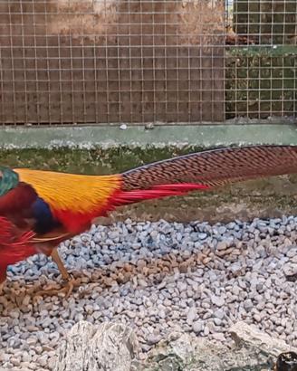 Fagiani ORNAMENTALI (DORATI ROSSI e LADY)