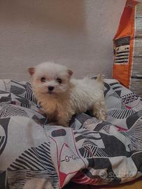 Razza maltese