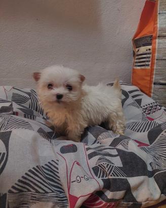 Razza maltese