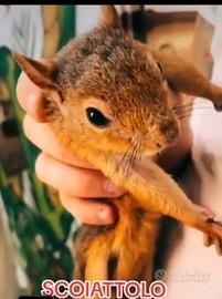Baby Scoiattolo del Caucaso