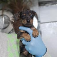 Bassotto Arlecchino kaniken