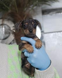 Bassotto Arlecchino kaniken