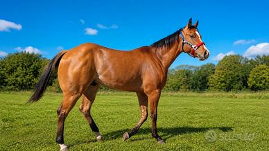 Puledro quarter horse